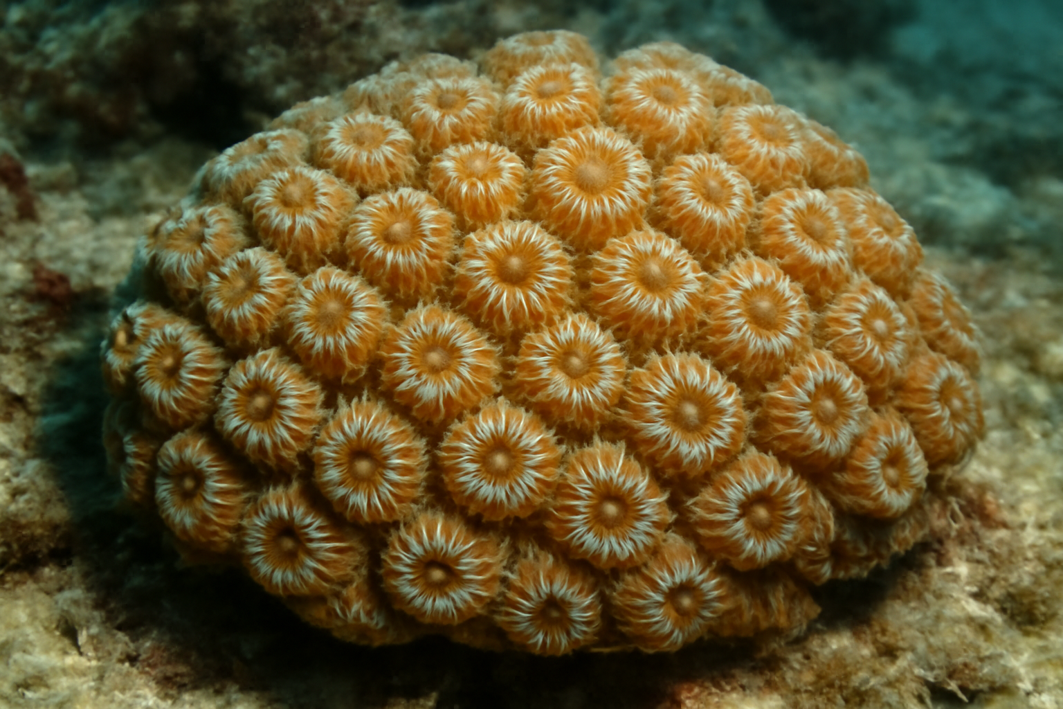 Stephanocoenia