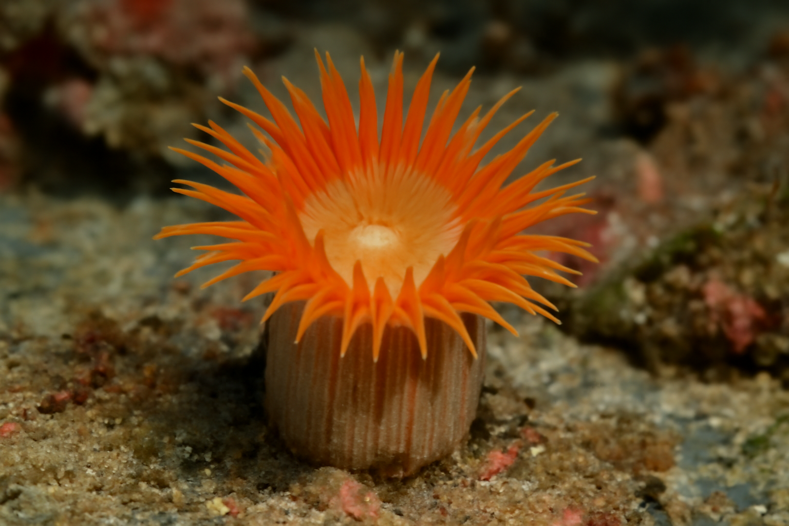 Acanthocyathus