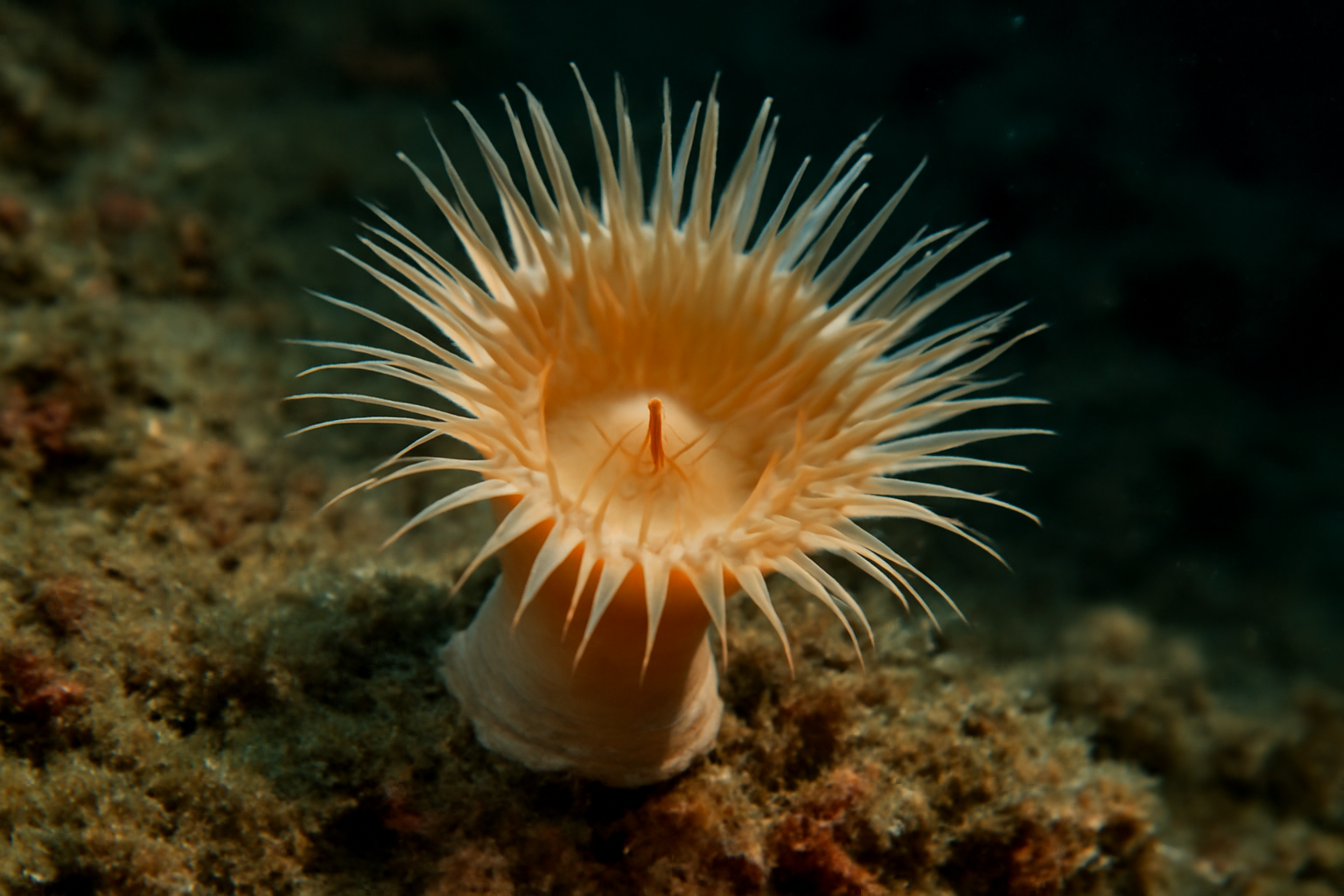 Caryophyllia