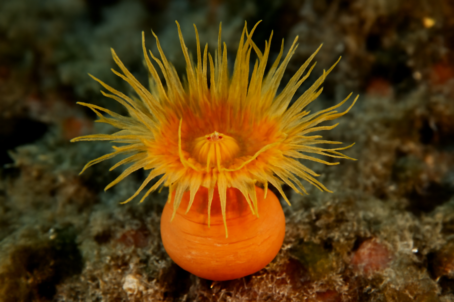Ceratotrochus