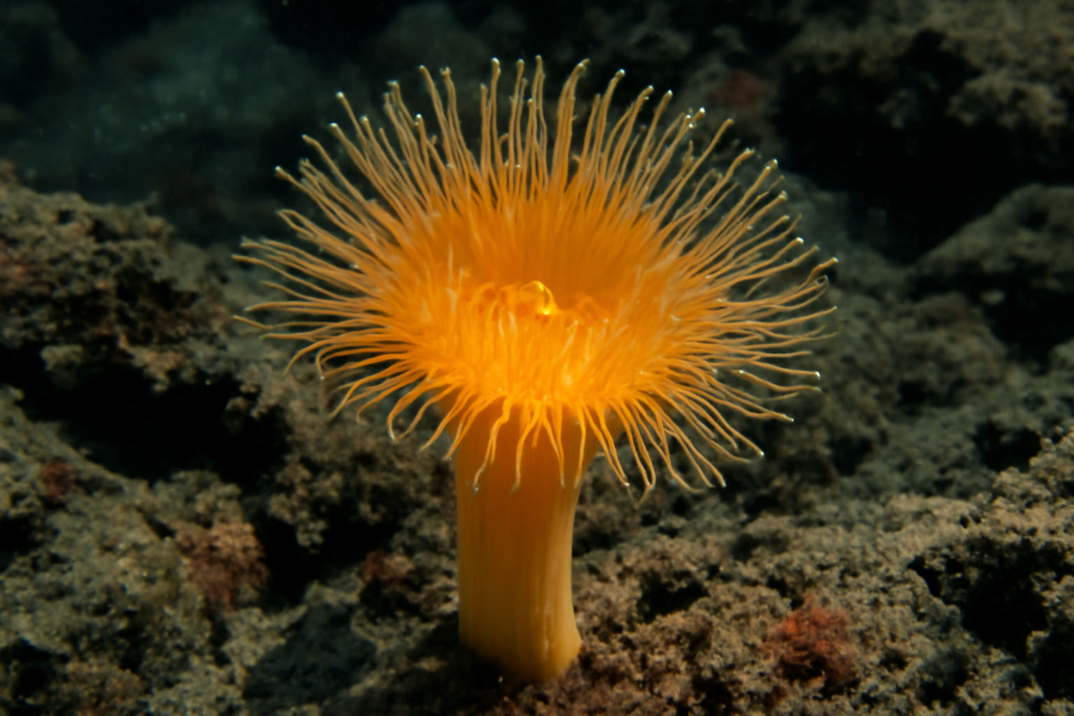 Desmophyllum
