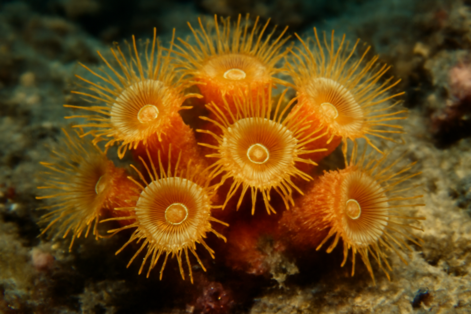 Polycyathus