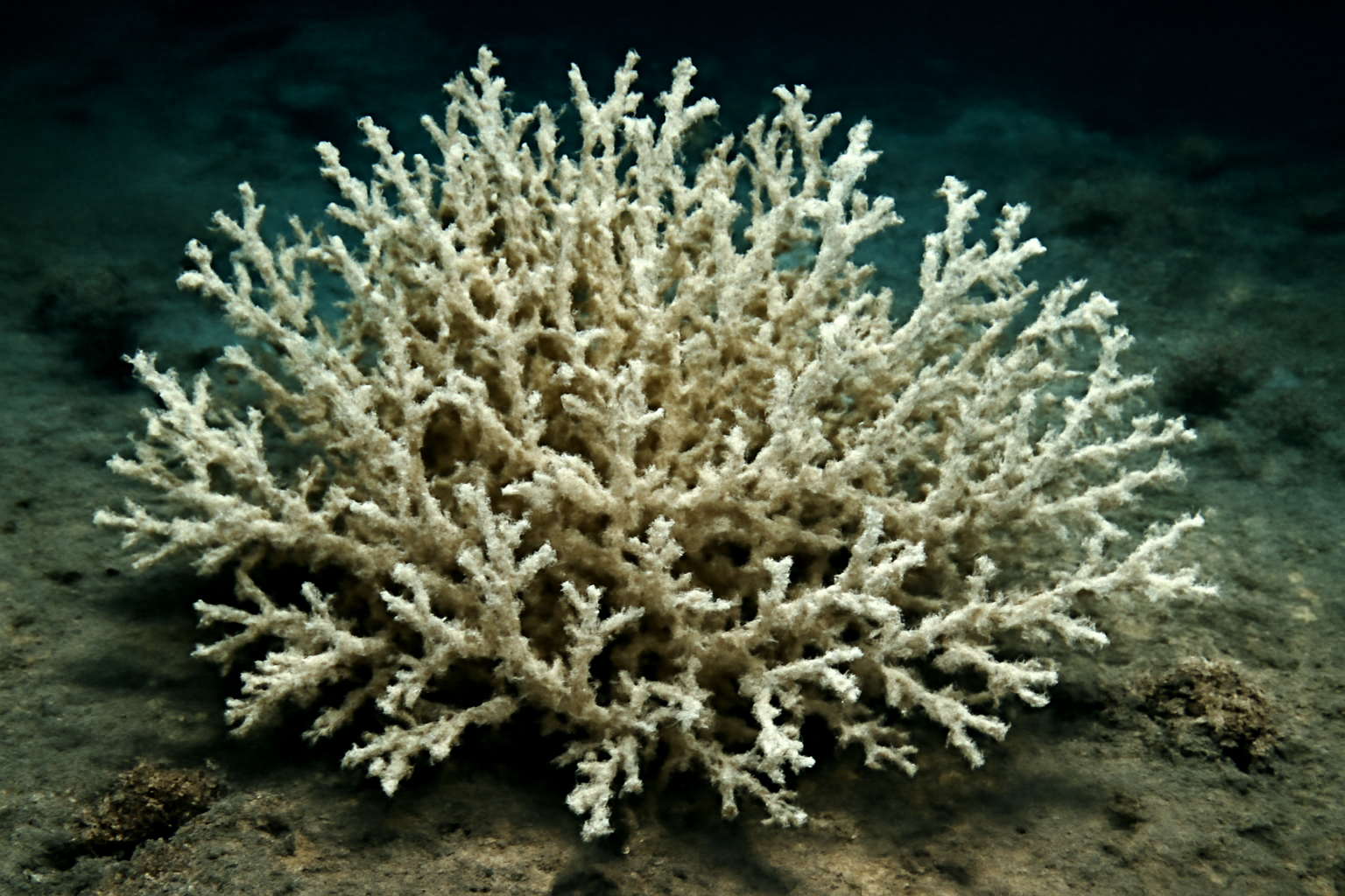 Solenosmilia
