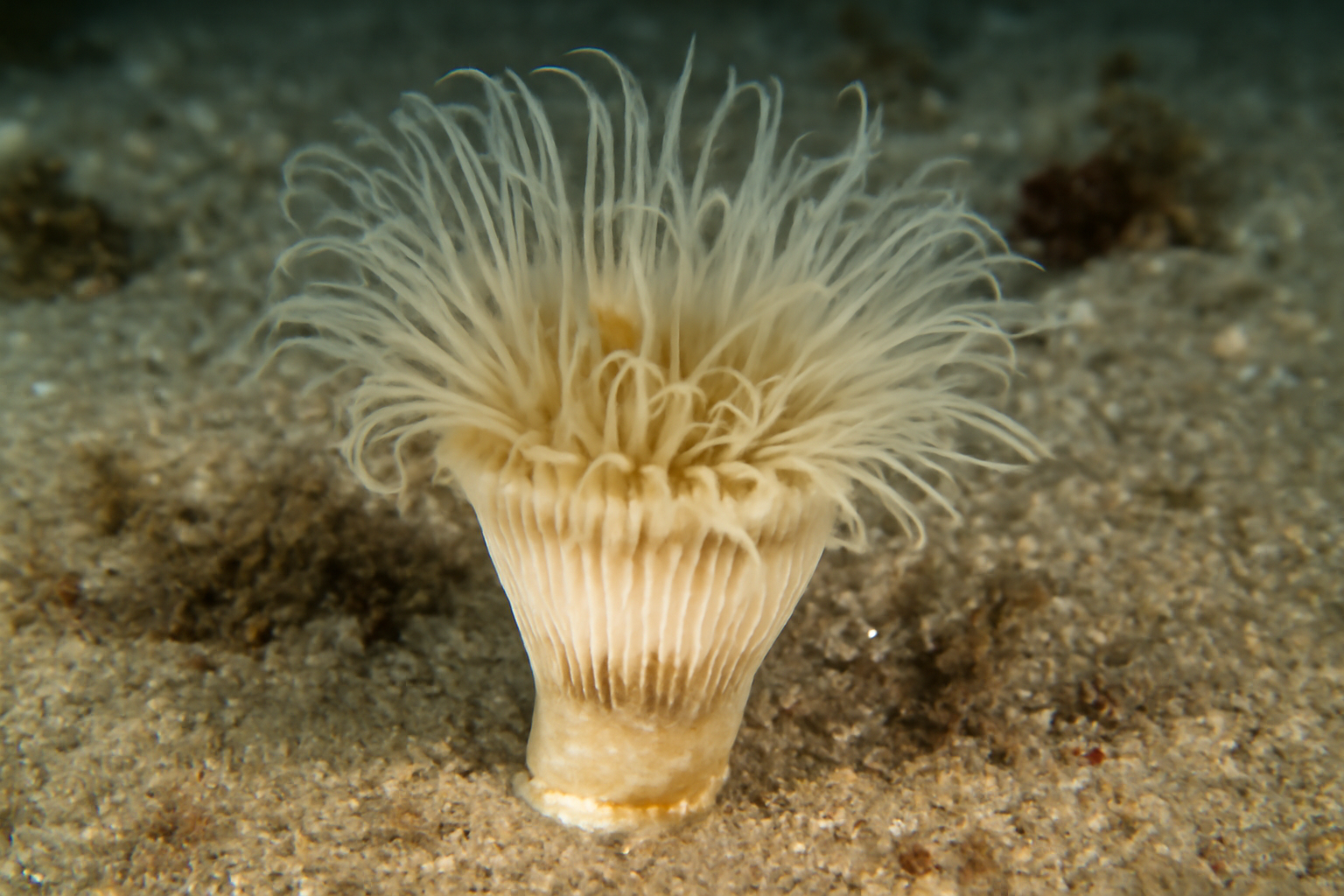 Thecocyathus