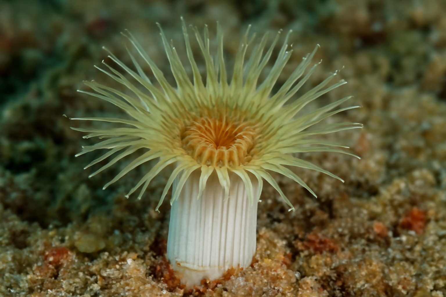 Tropidocyathus
