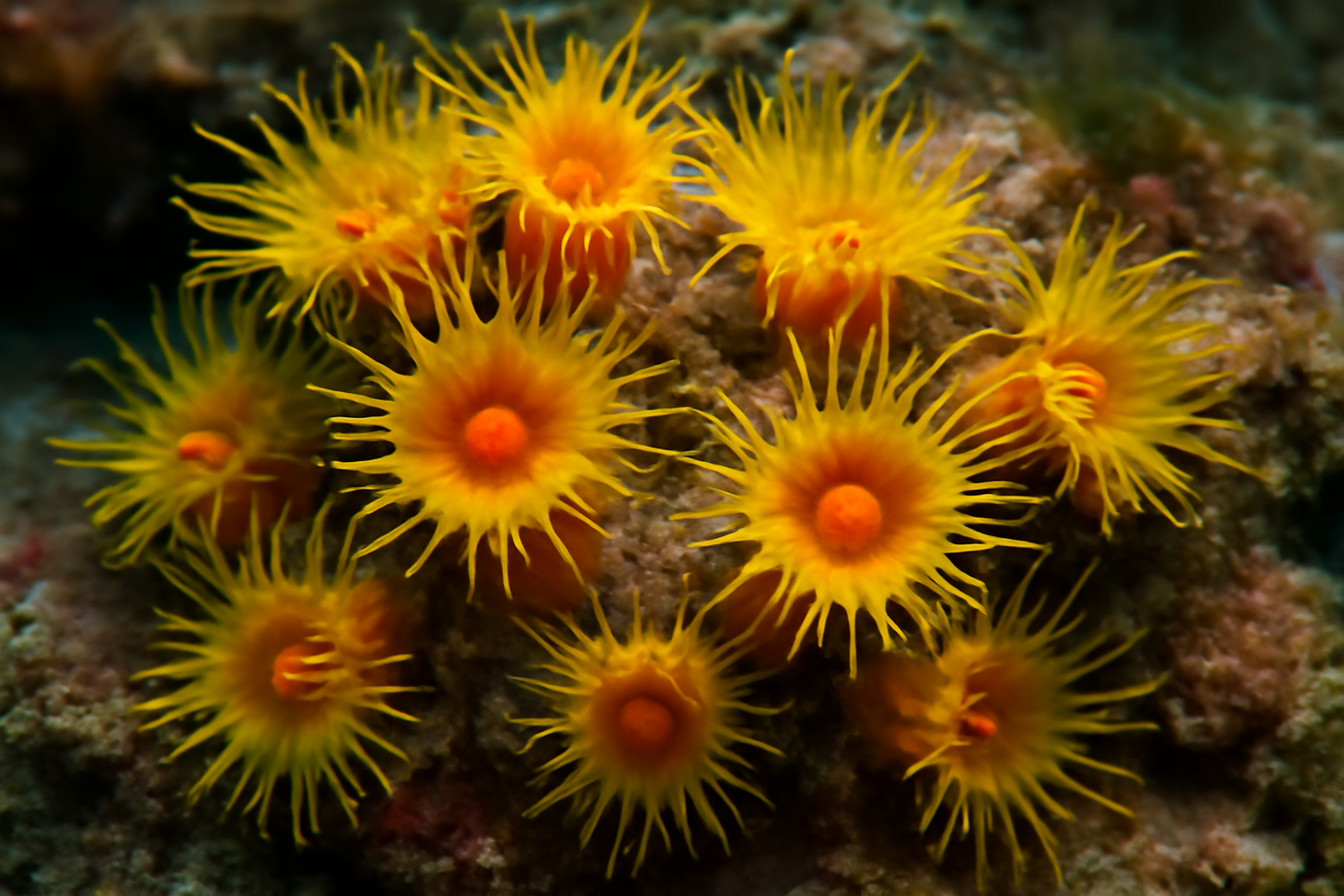 Cup Corals