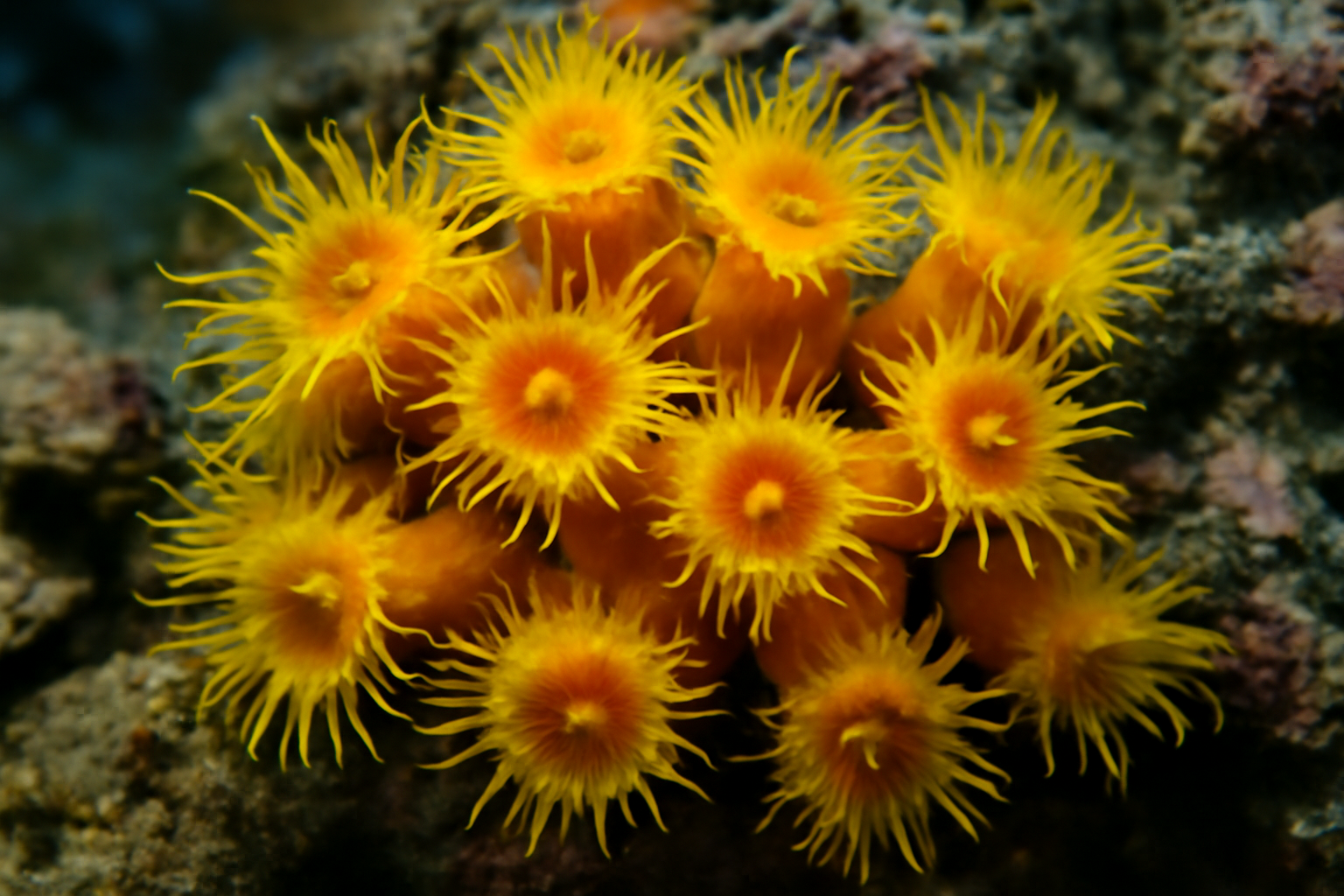 Sun Corals