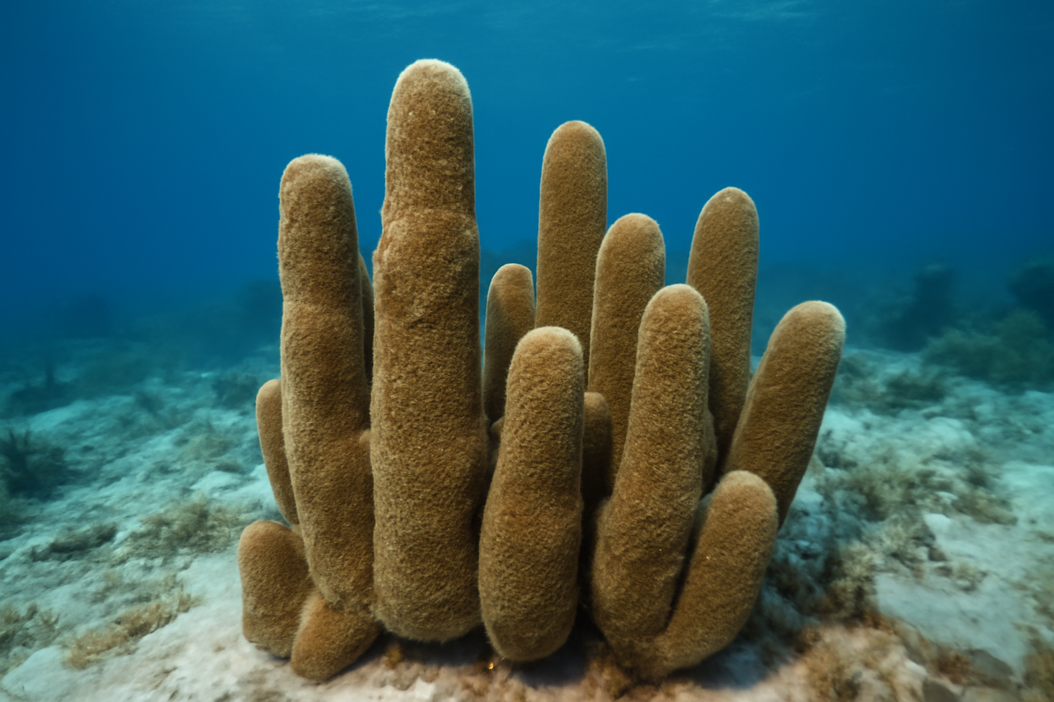 Pillar Corals