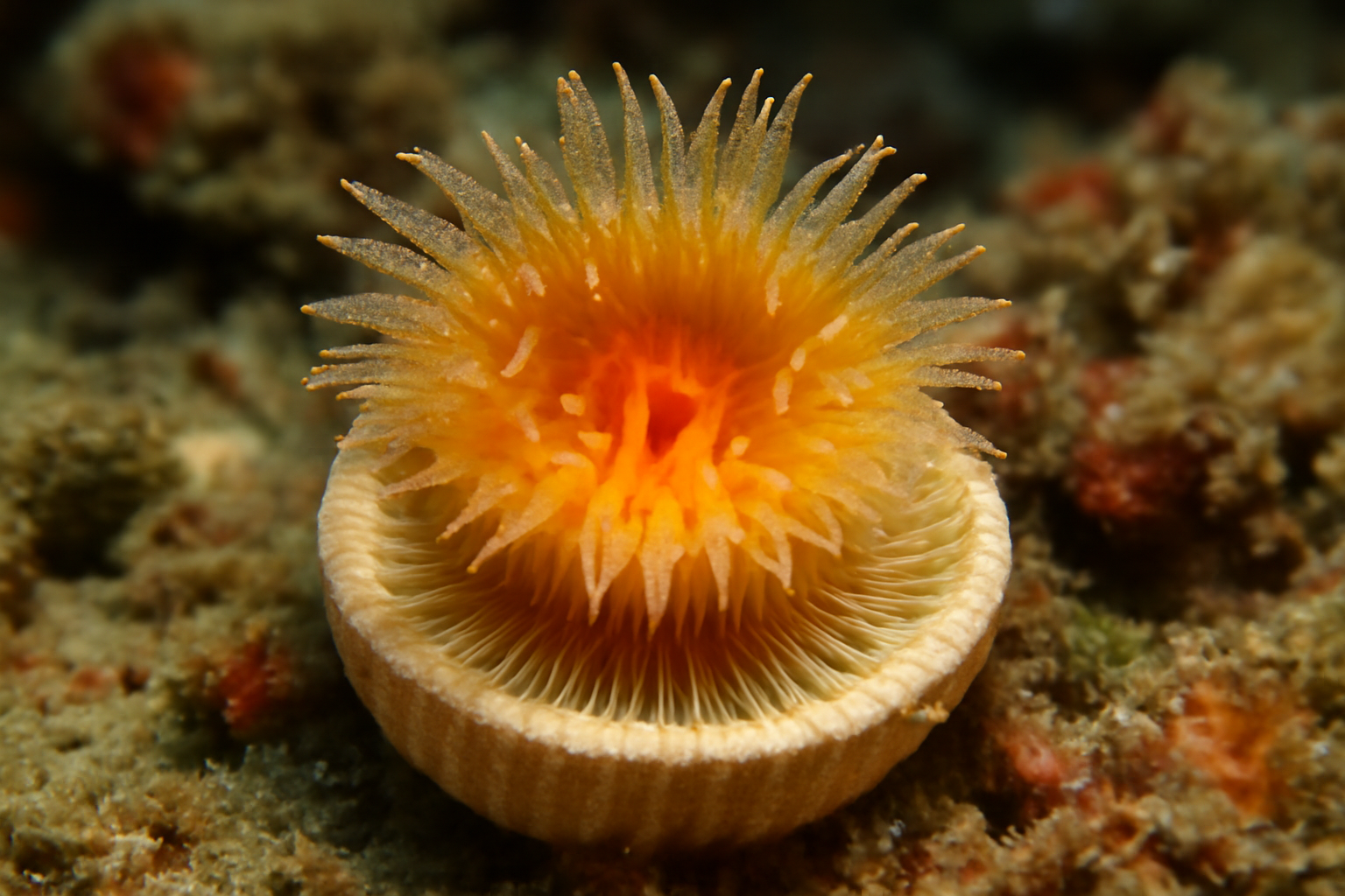 Skeleton Cup Coral