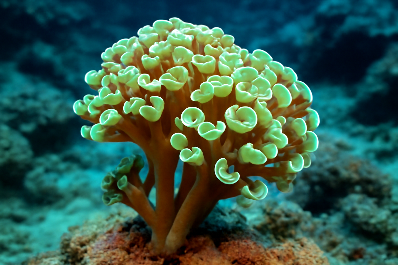 Branching Hammer Coral