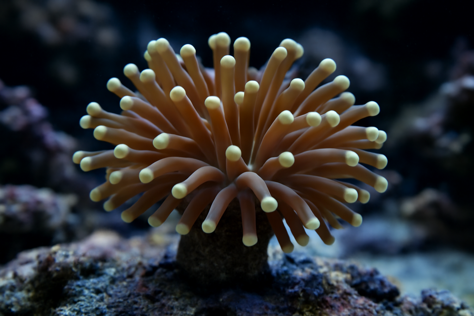 Torch Coral