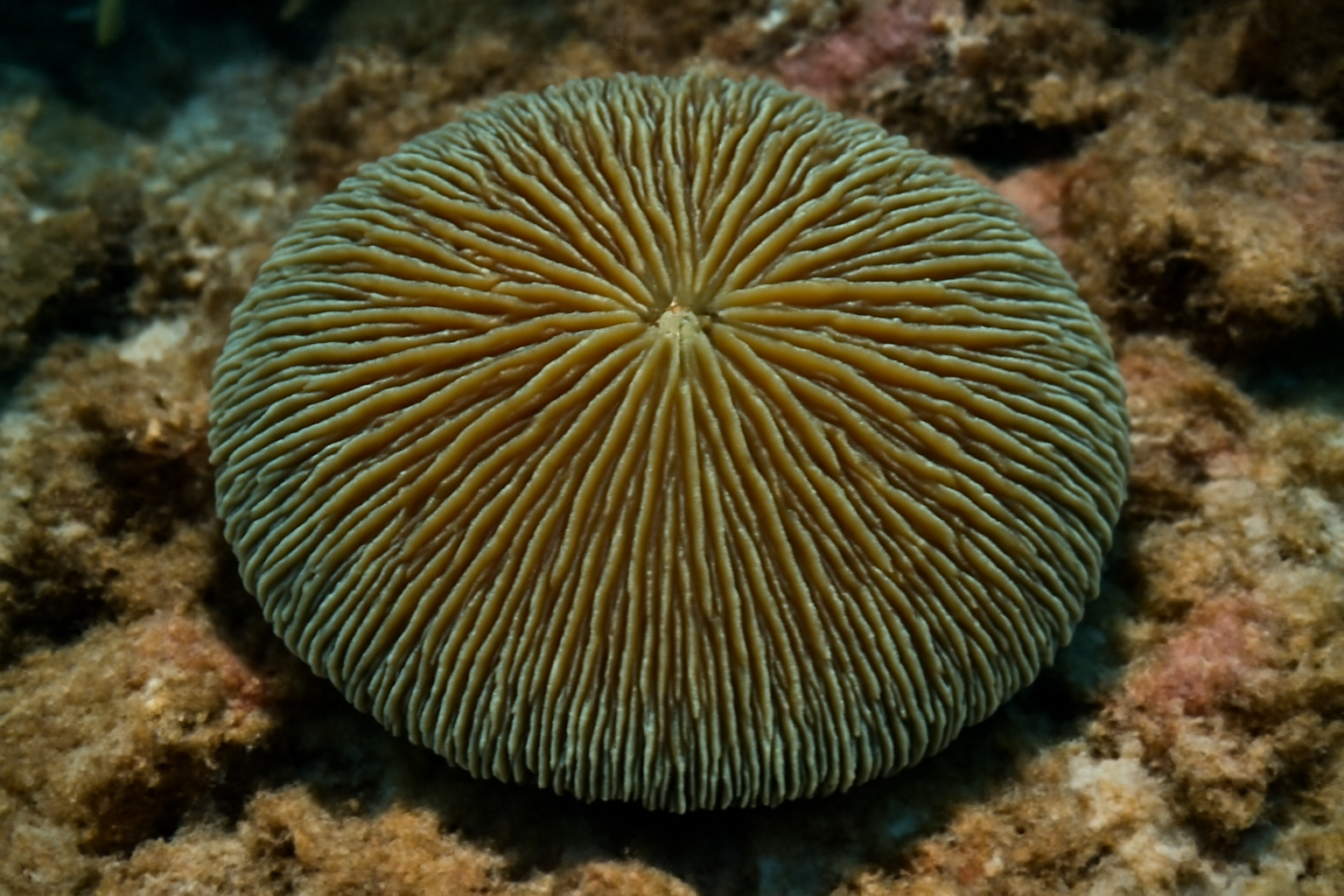Mushroom Coral