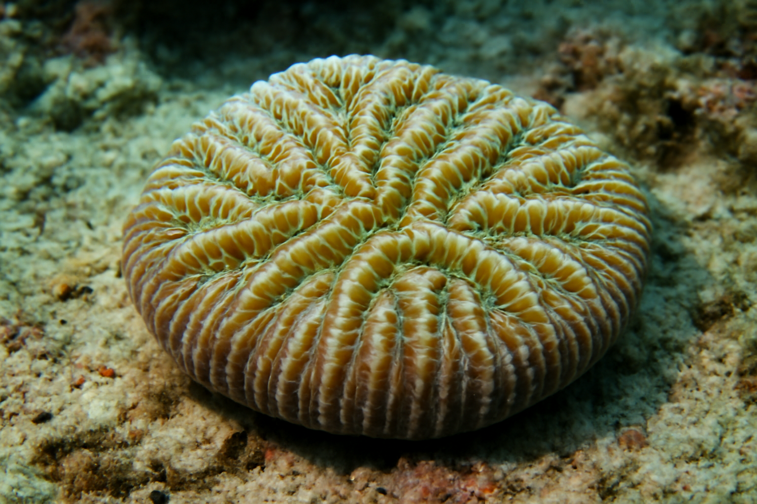 Slipper Coral