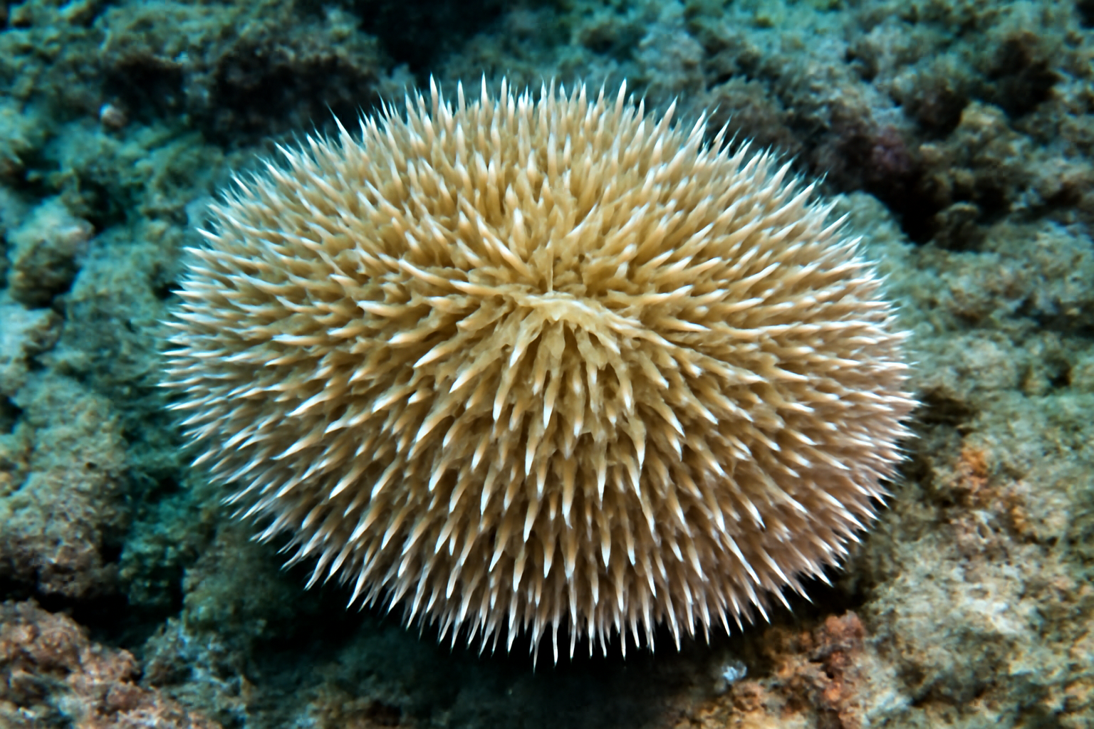 Spiny Mushroom Coral