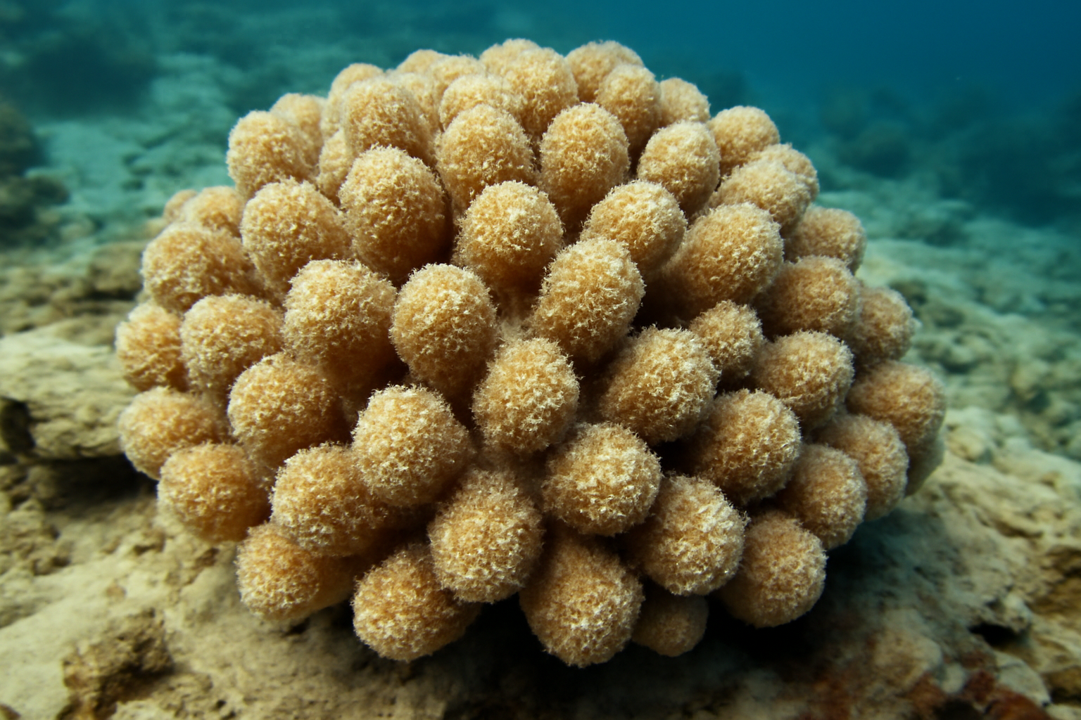 Knob Coral