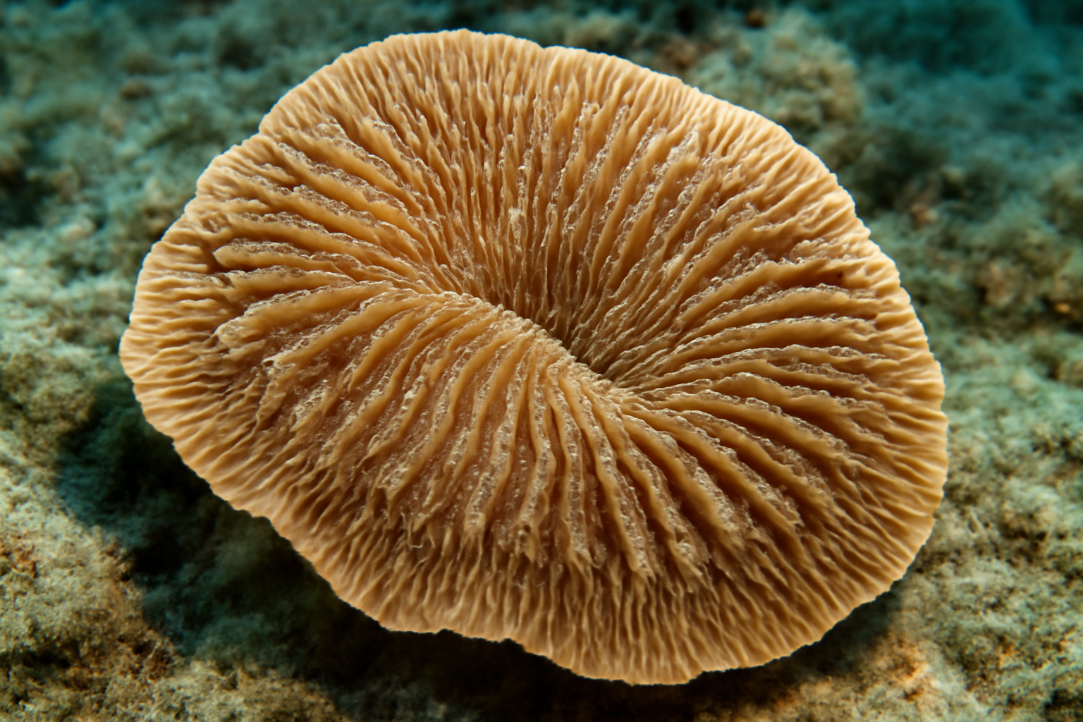 Sandal Coral