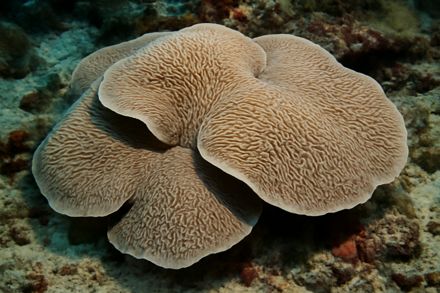 Elephant Skin Coral