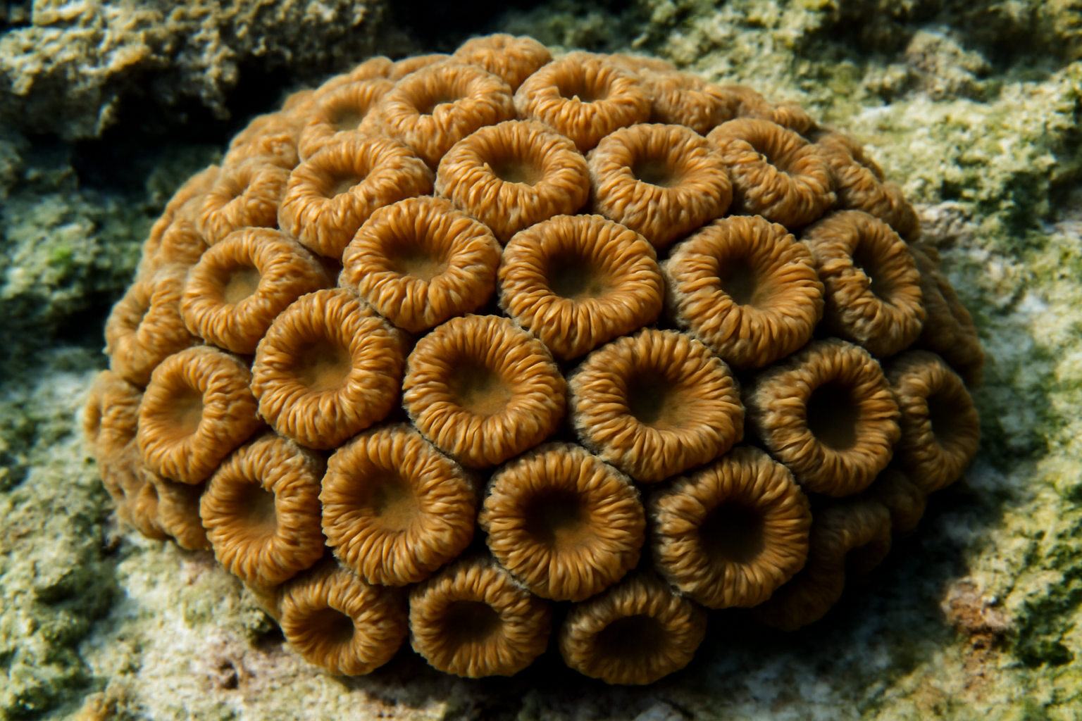 Coelastrea