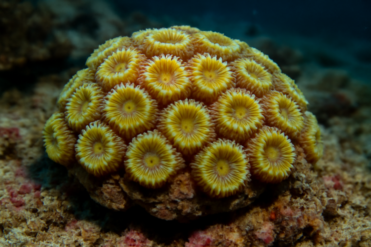 Dipsastraea