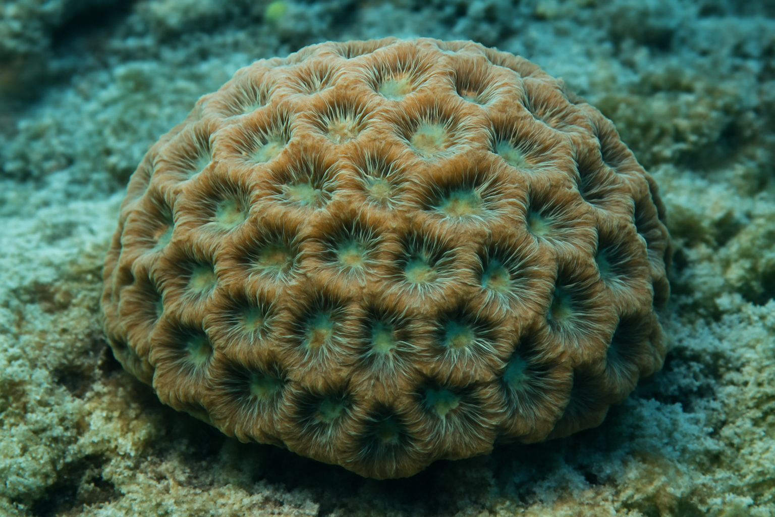 Goniastrea