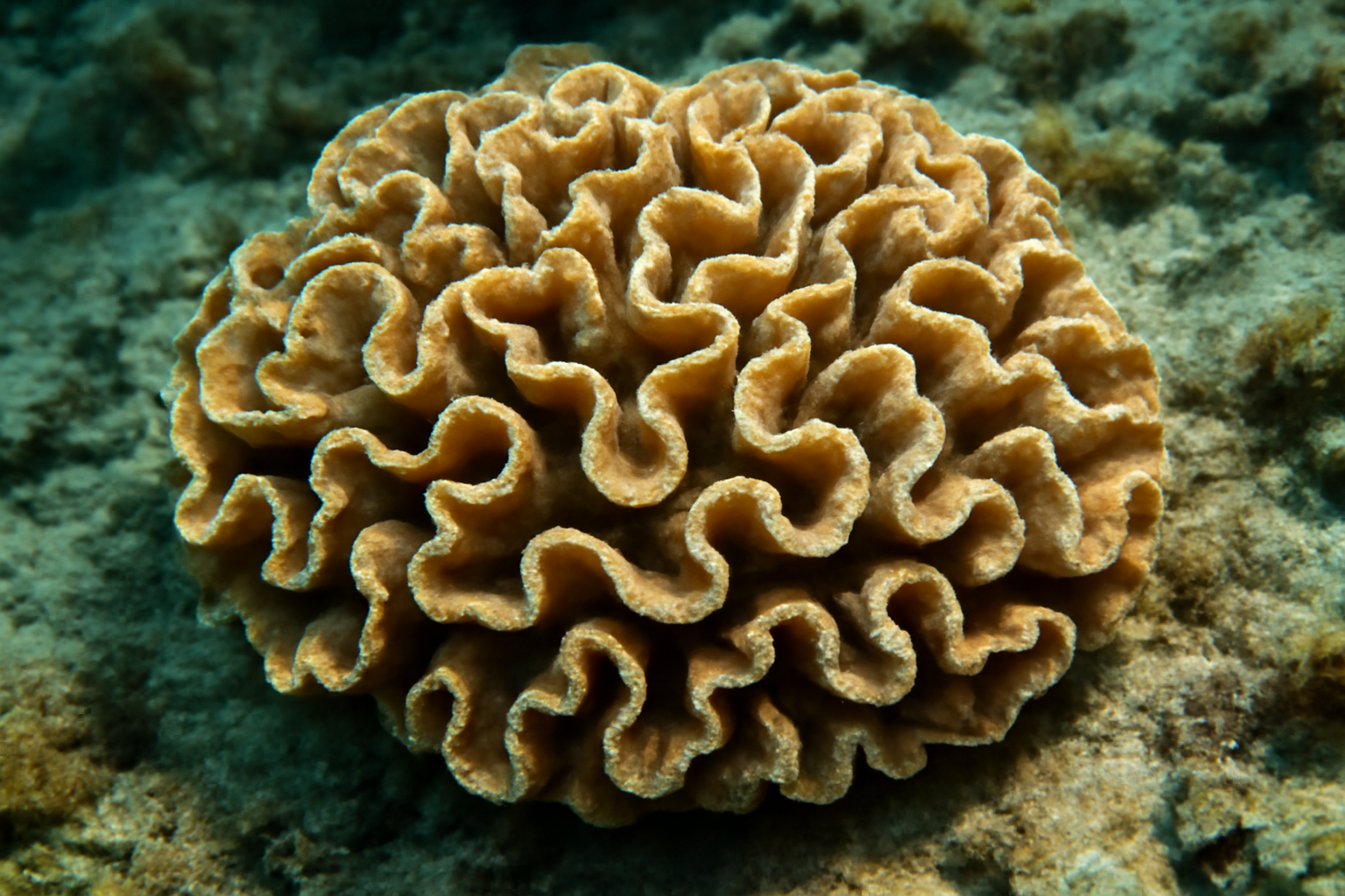 Merulina