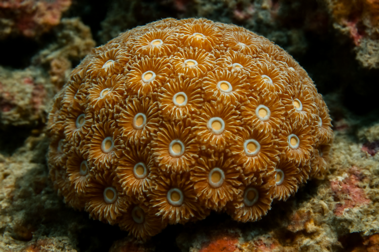 Parasimplastrea