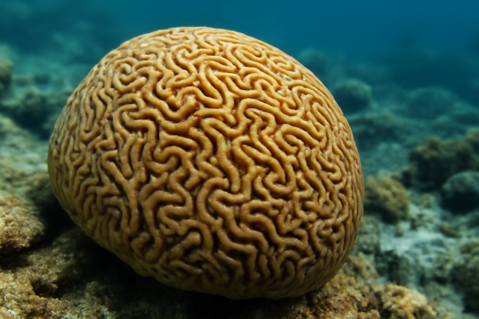 Brain Corals