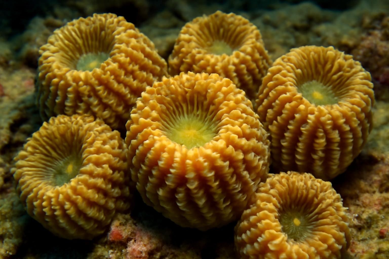 Pineapple Corals