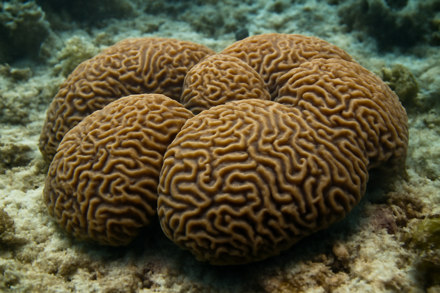 Flat Brain Corals