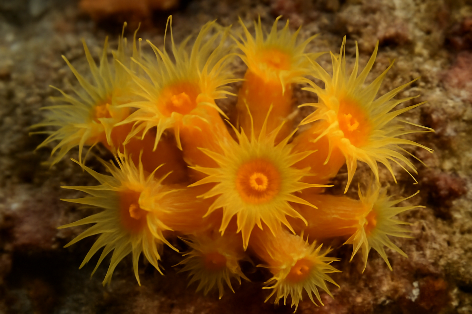 Cup Corals