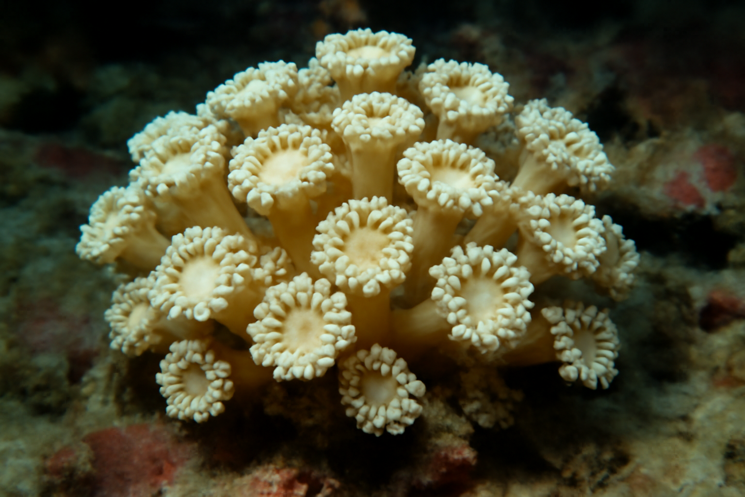 Alveopora