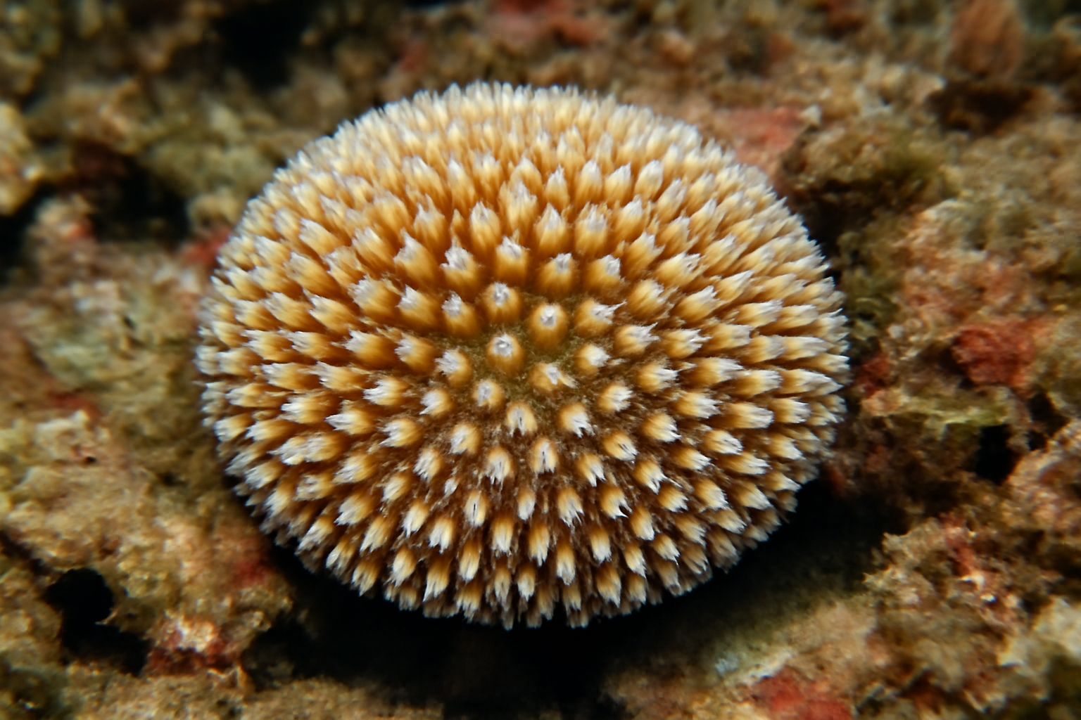 Stylaraea