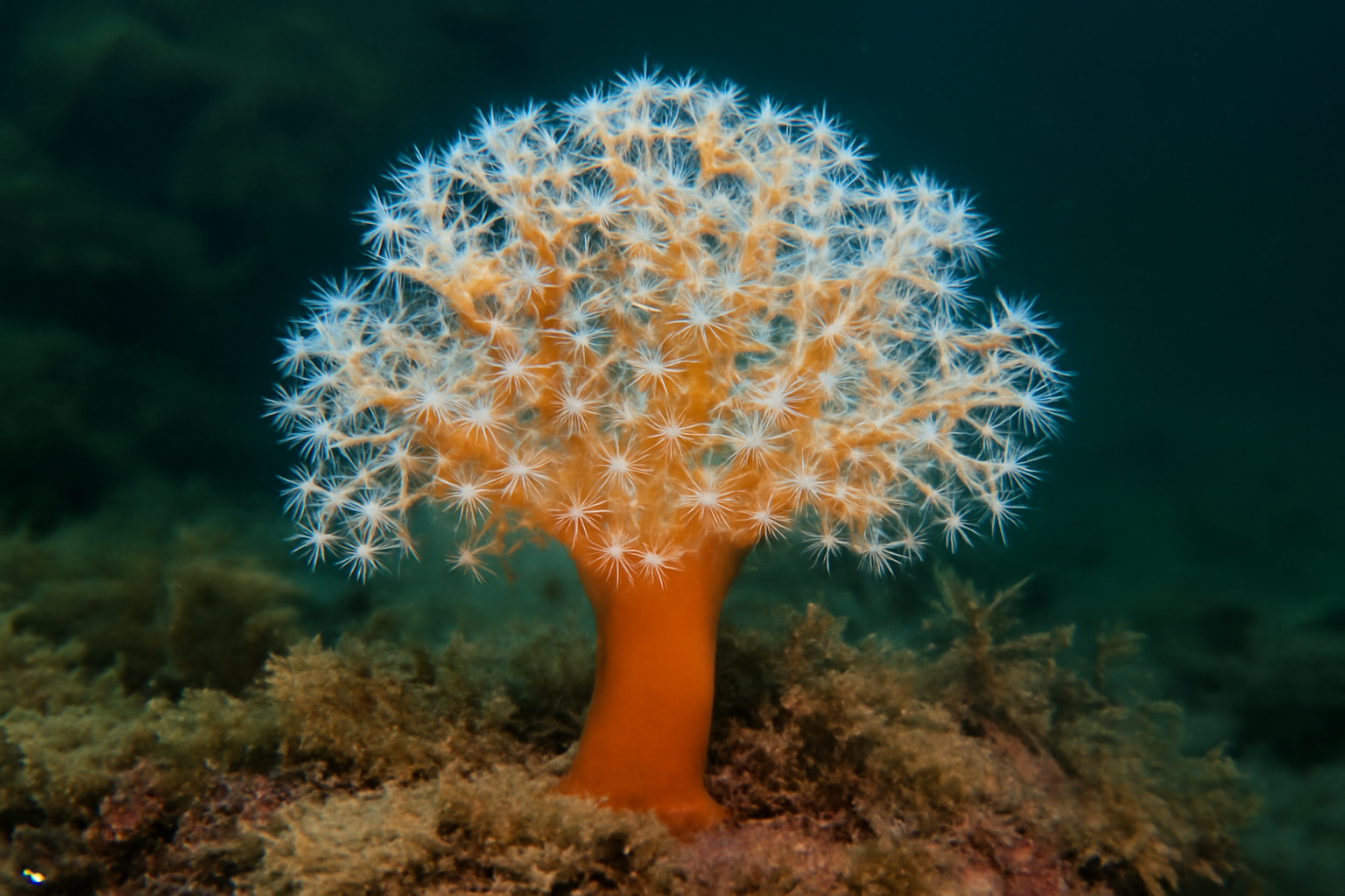 Alcyonium