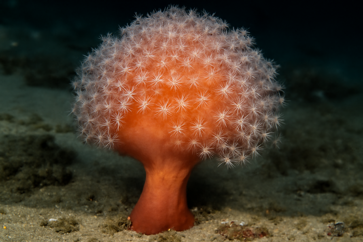Anthomastus