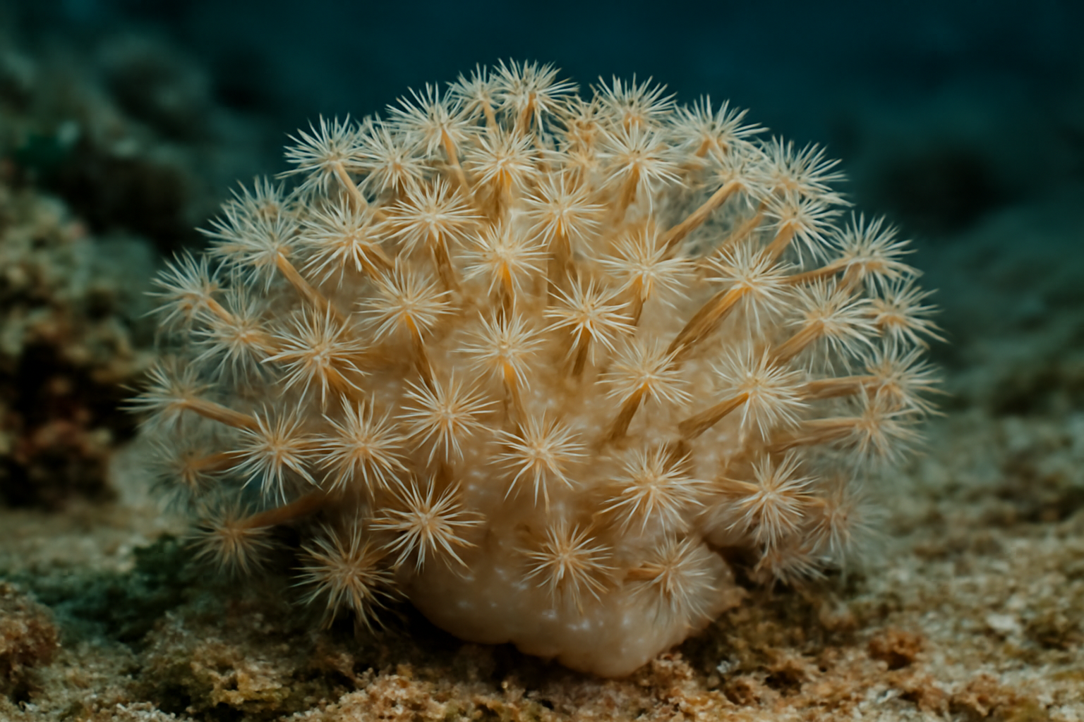 Parerythropodium