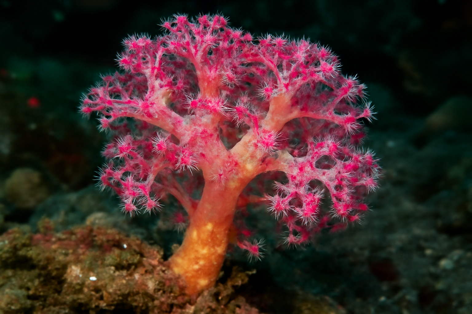 Scleronephthya
