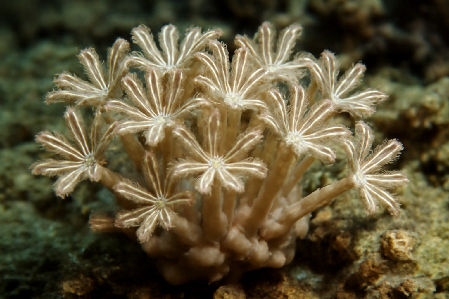 Heteroxenia