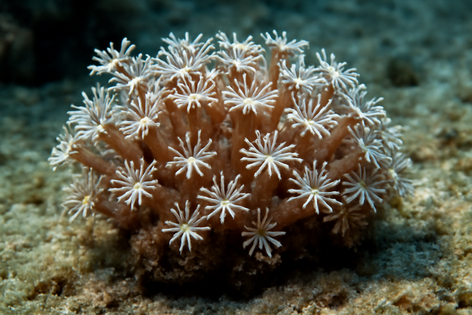 Clavularia