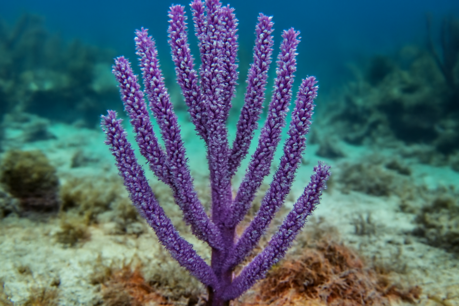 Purple Sea Rods