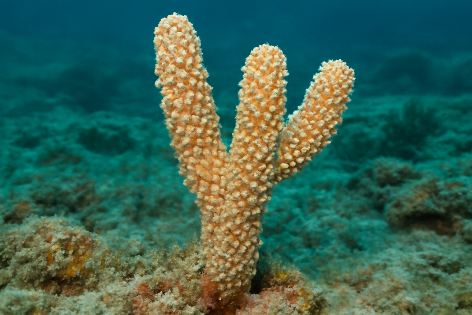 Warty Sea Rods
