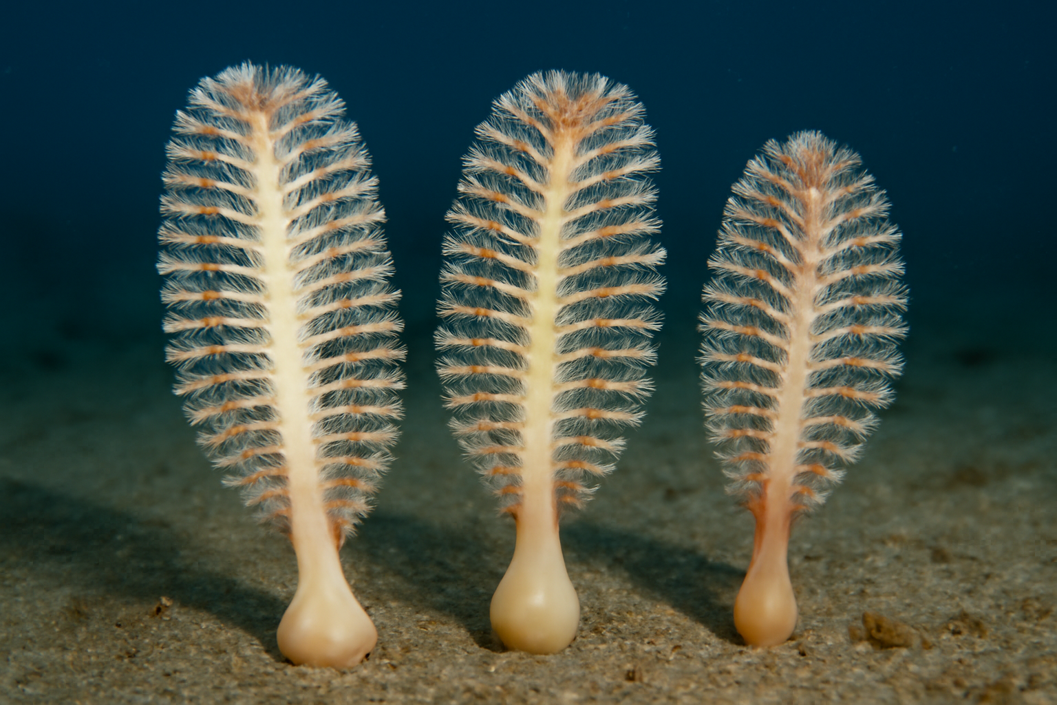 Sea Pens