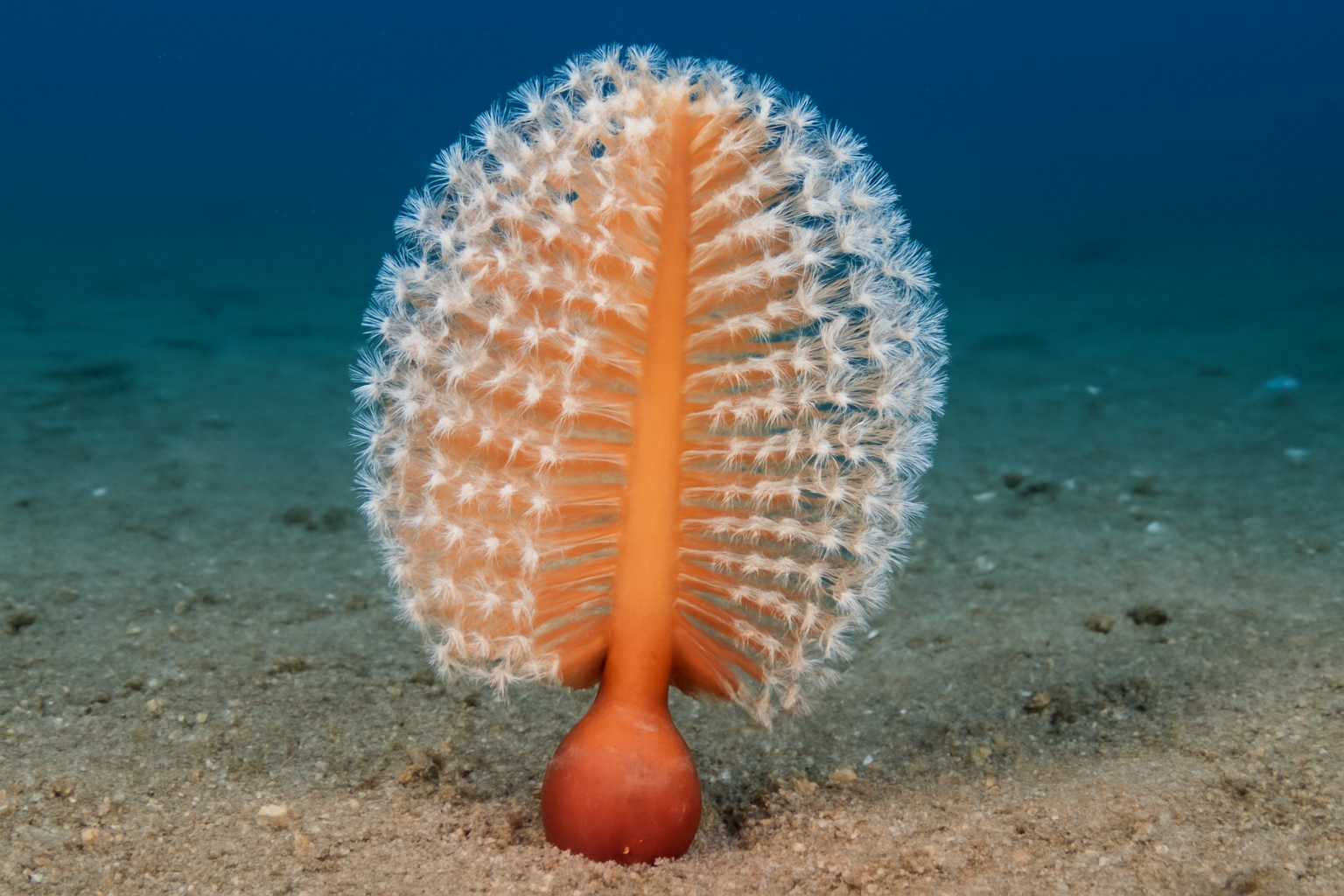 Fleshy Sea Pens
