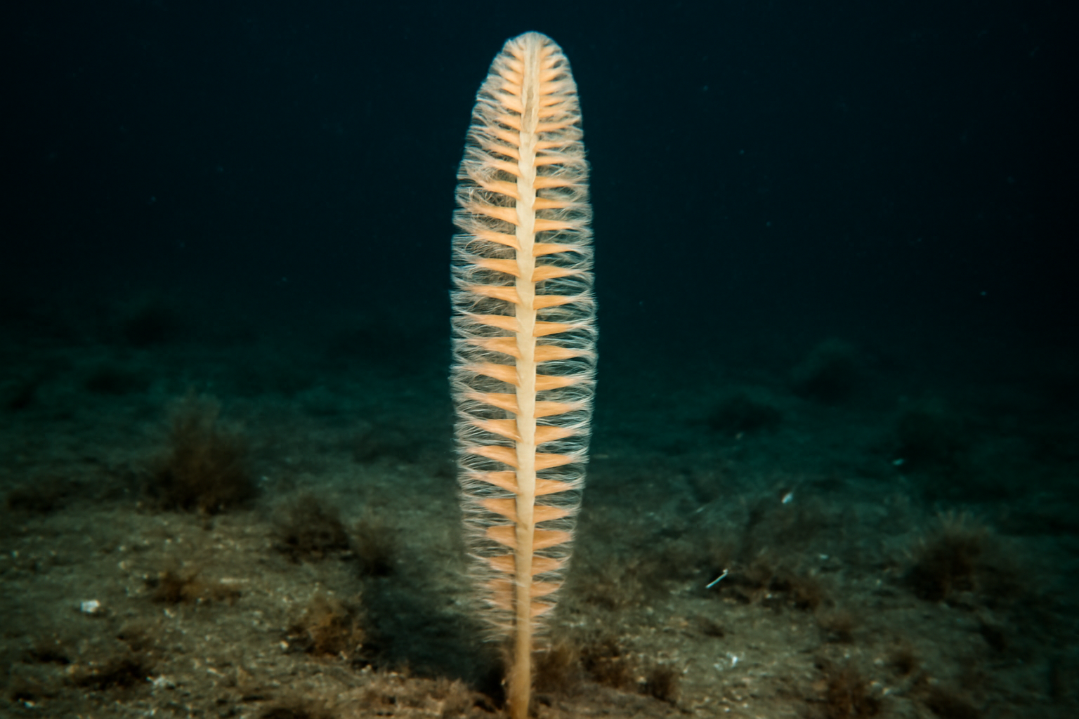Parafuniculina