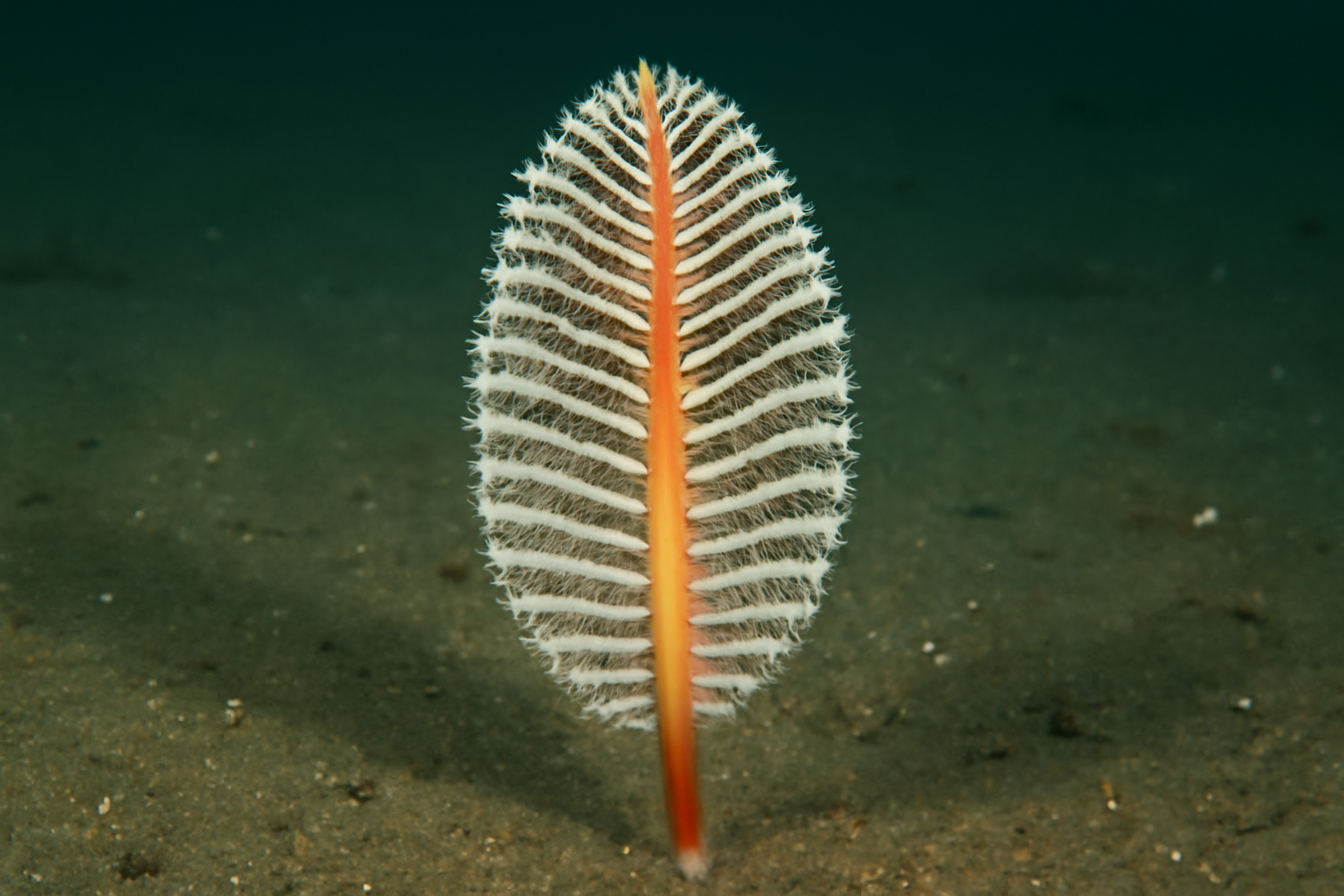 Long-Branch Sea Pen