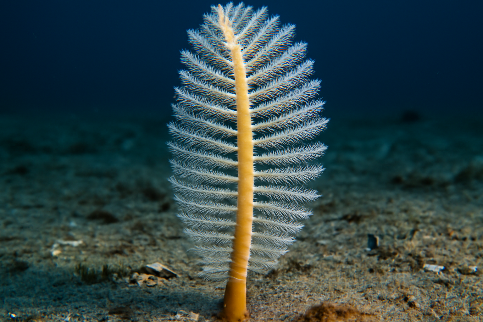 Bamboo Sea Pen