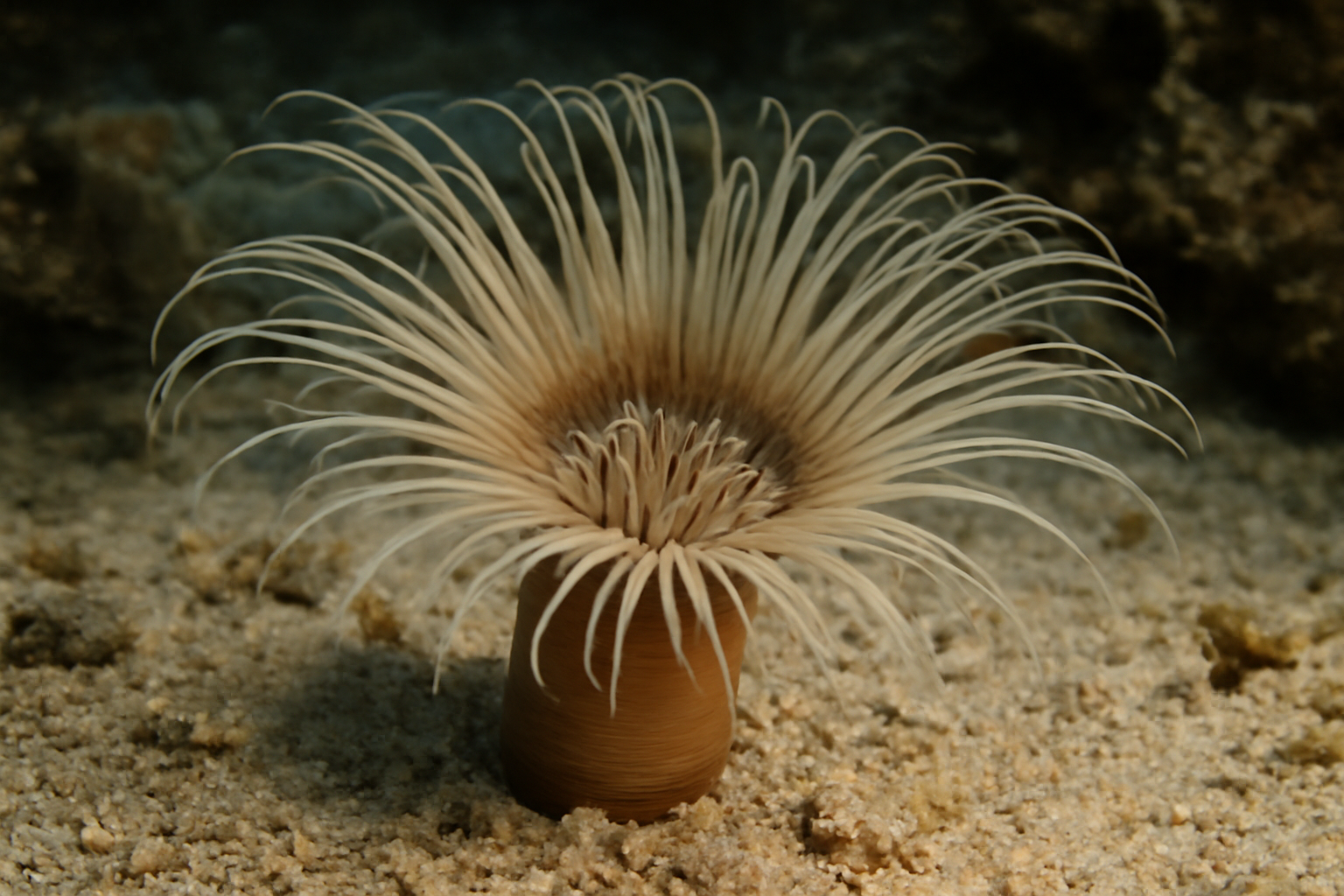 Ceriantheopsis