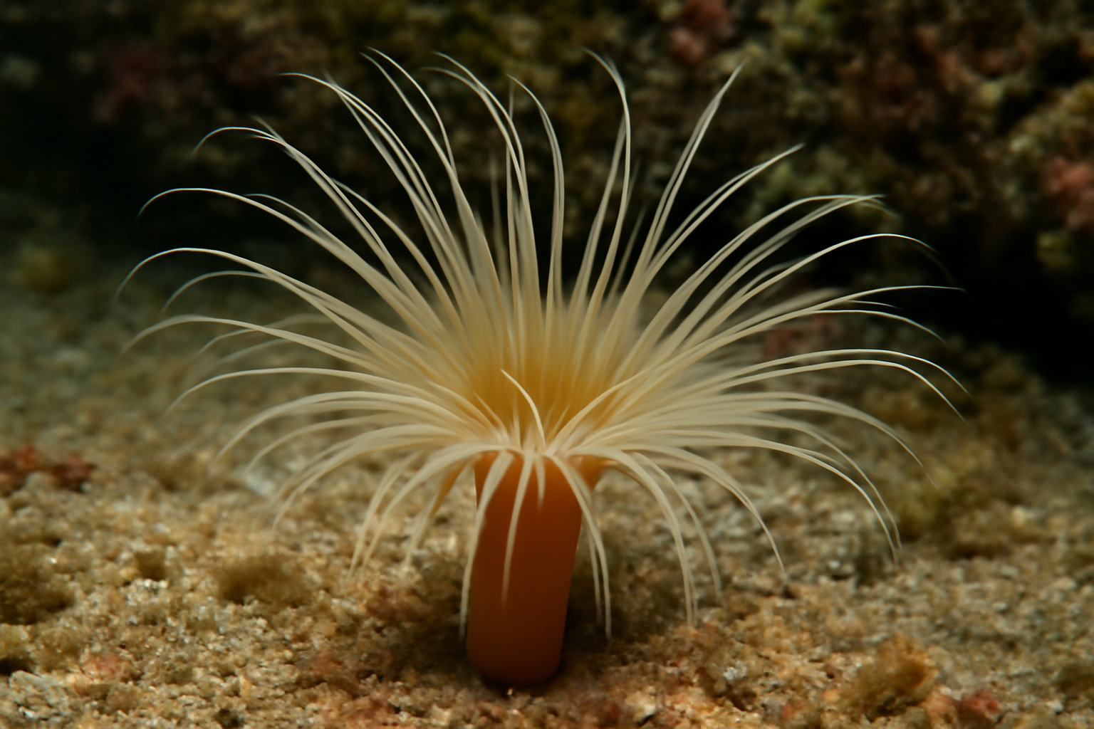 Isarachnanthus