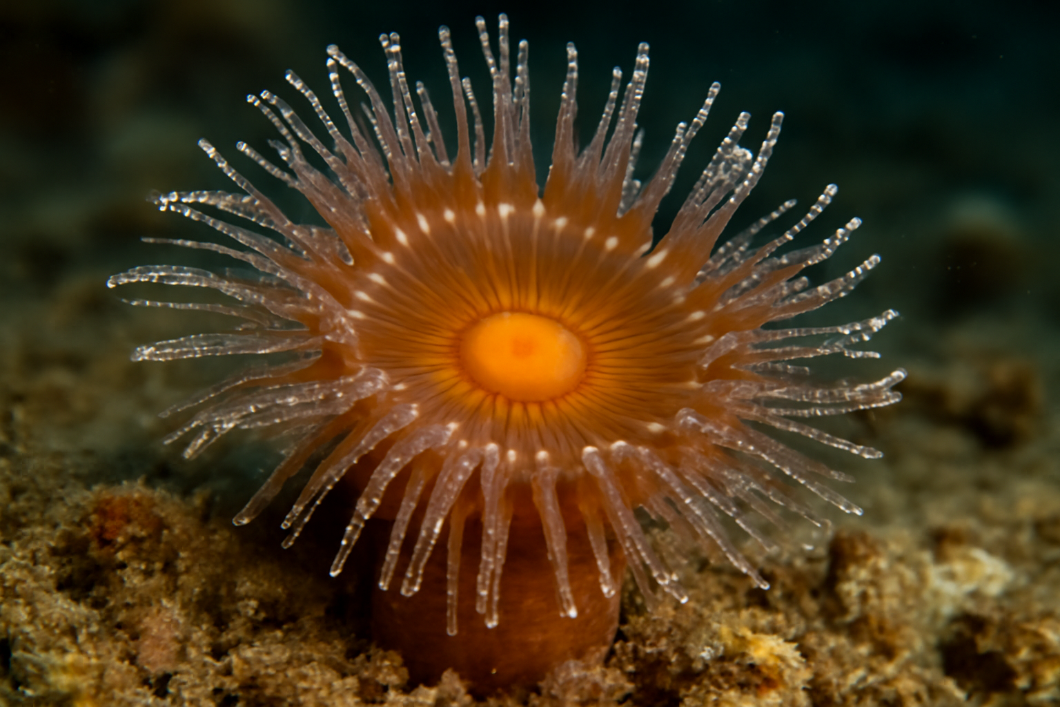 Parantheopsis