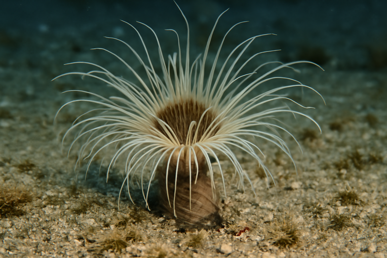 Tube Anemone