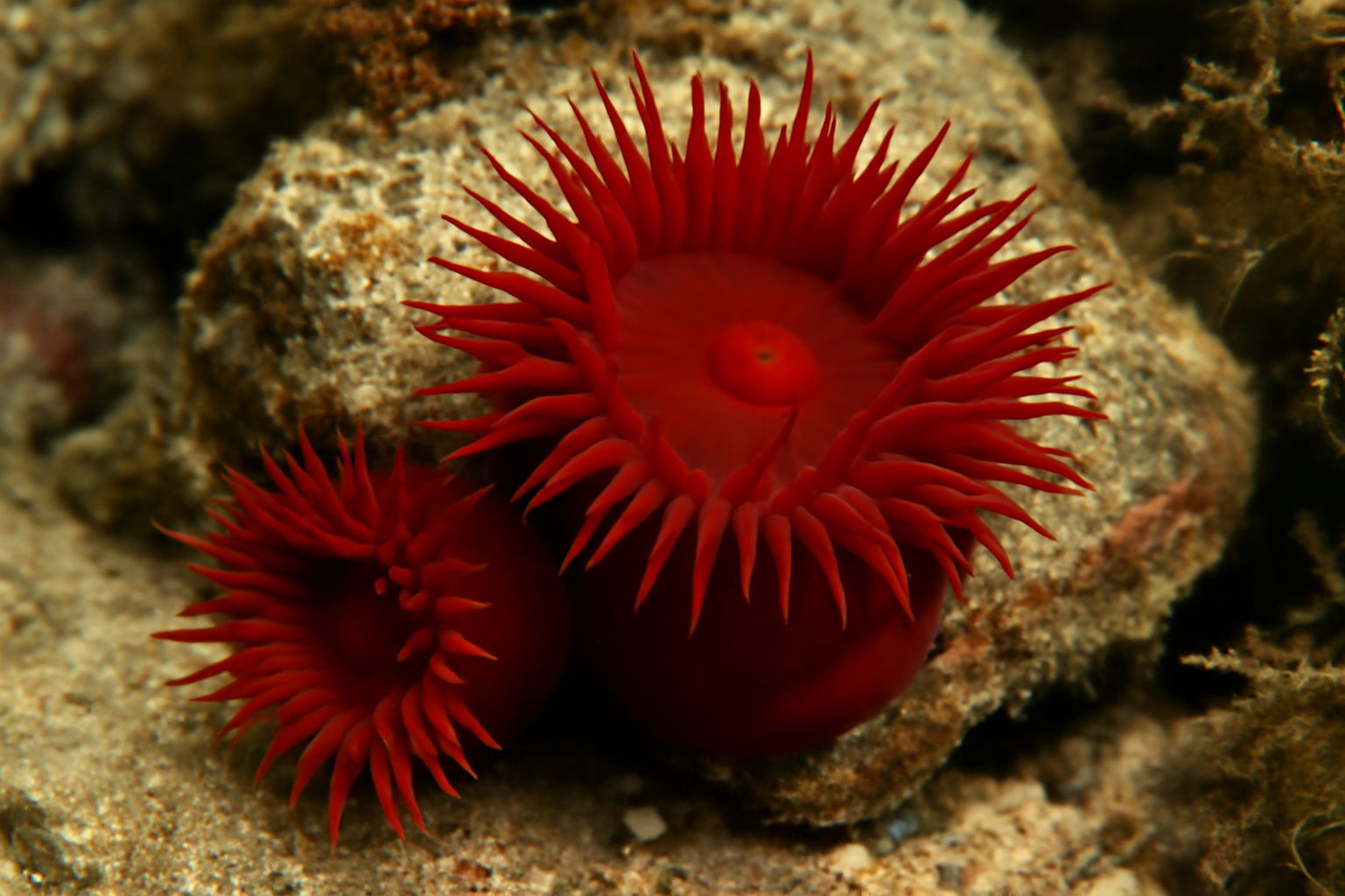 Beadlet Anemones